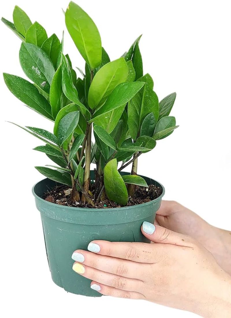 ZZ Plant (Zamioculcas zamiifolia)