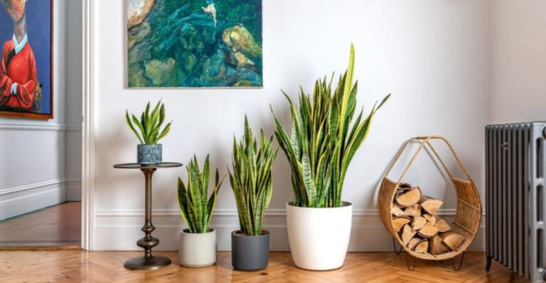 8 Instagram-Famous Plants That Hate Humidity (And 5 That Thrive in It)
