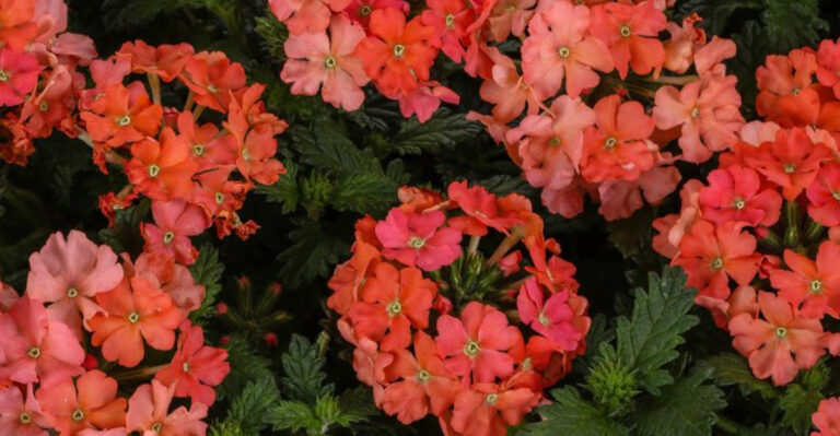 8 Orange Flowering Ground Covers To Beautify Your Yard