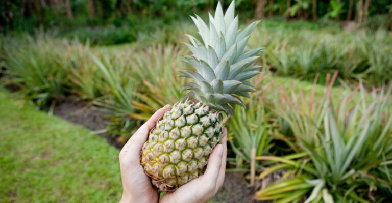 9 Easy Ways to Tell If a Pineapple Is Ripe (Before You Slice!)
