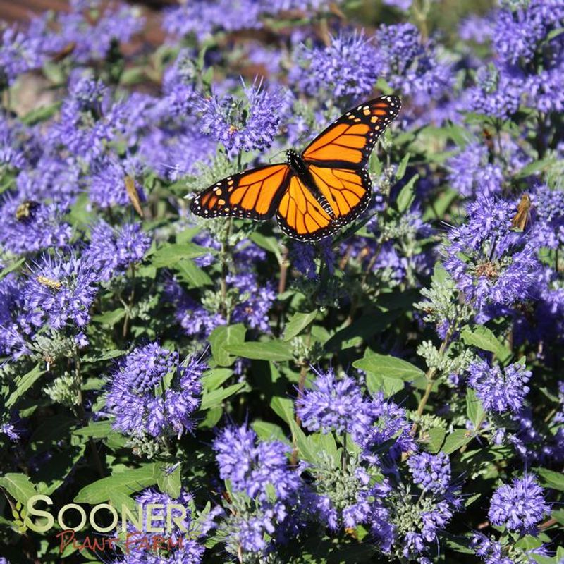 Bluebeard (Caryopteris x clandonensis)