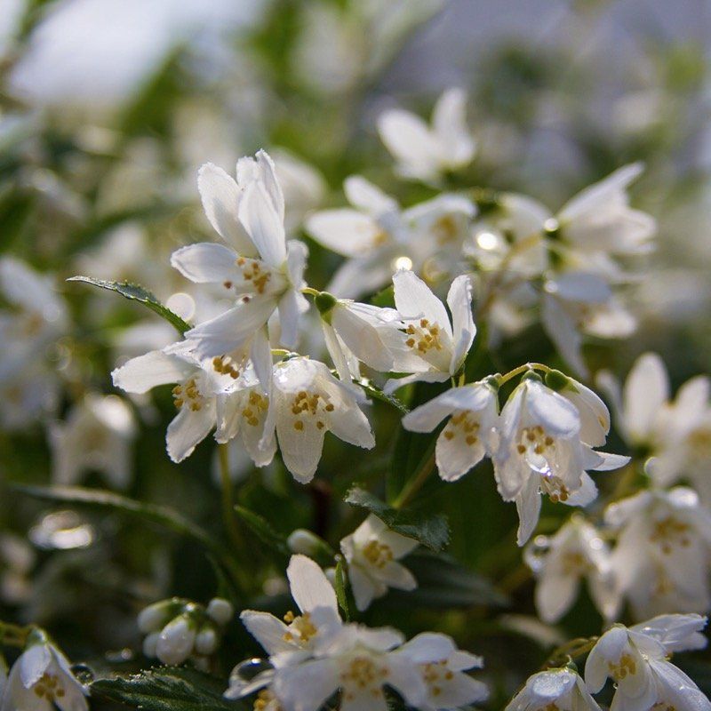 Deutzia