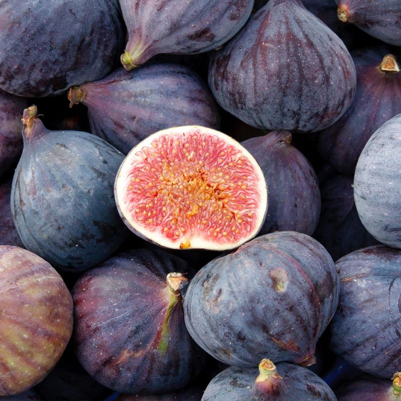 Purple Fig