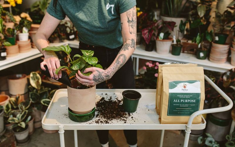 Fertilizing After Repotting