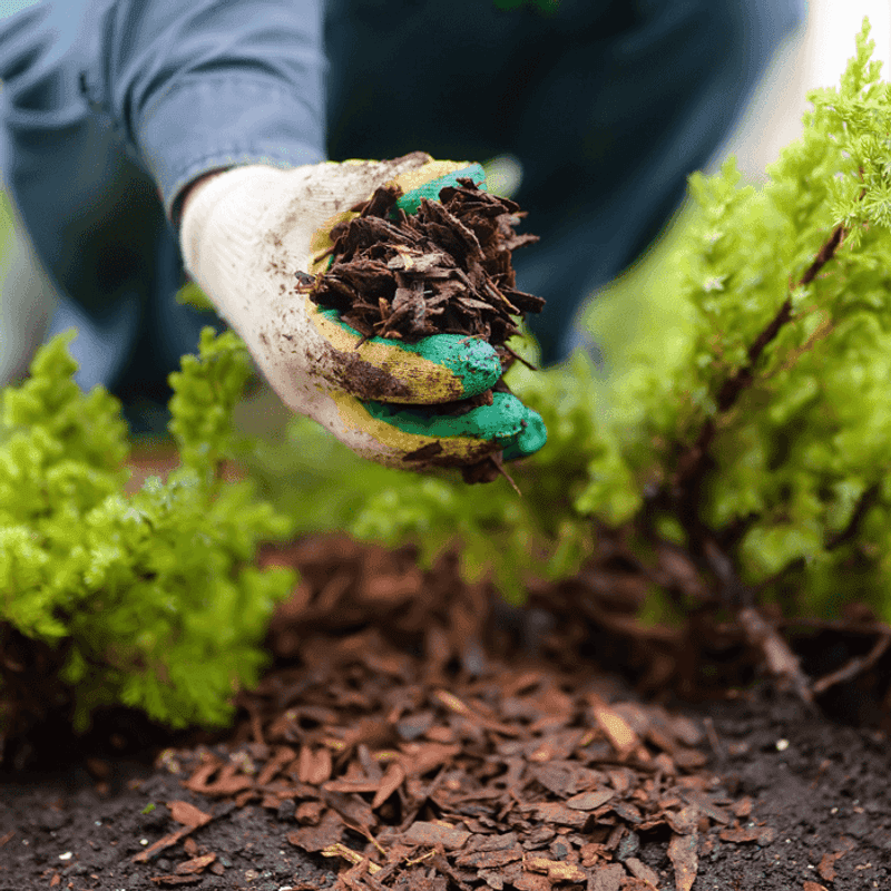 Mulch to Retain Moisture and Block Weeds