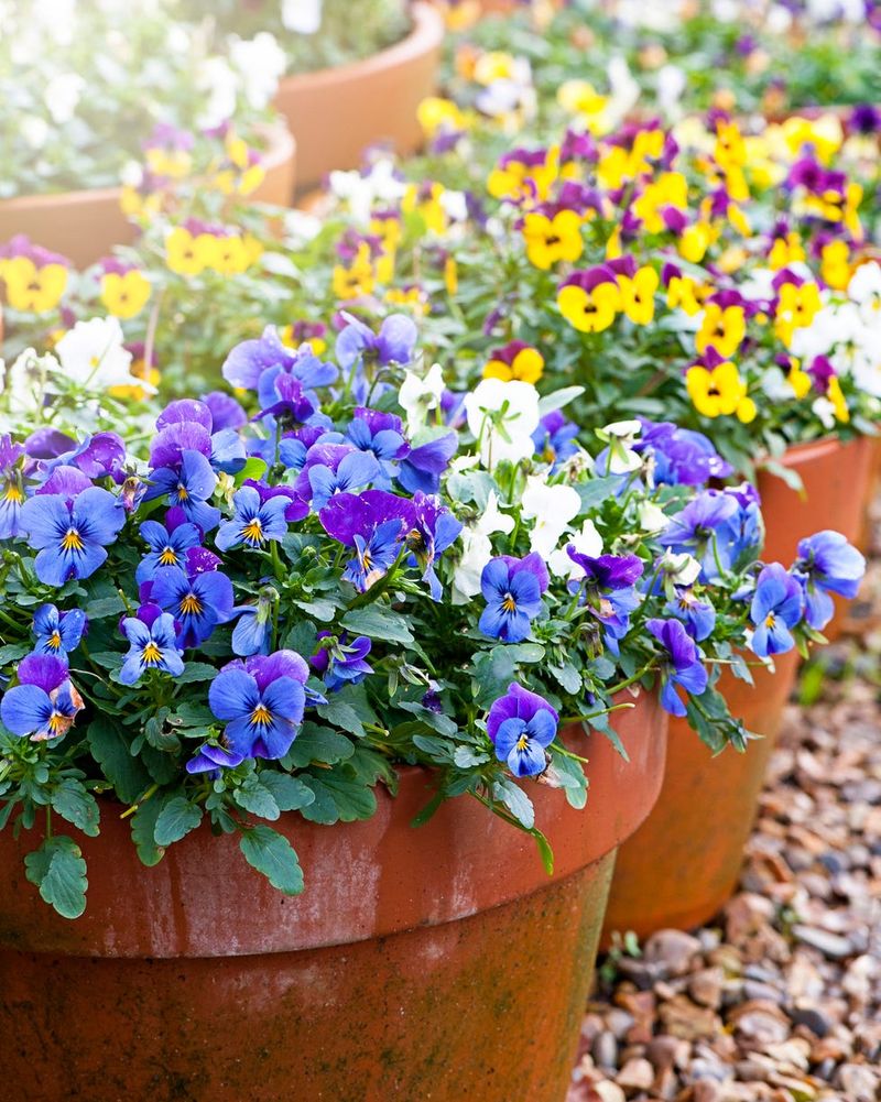 Incorporate Annuals for Instant Impact