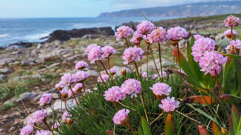 Use Native and Coastal Plants