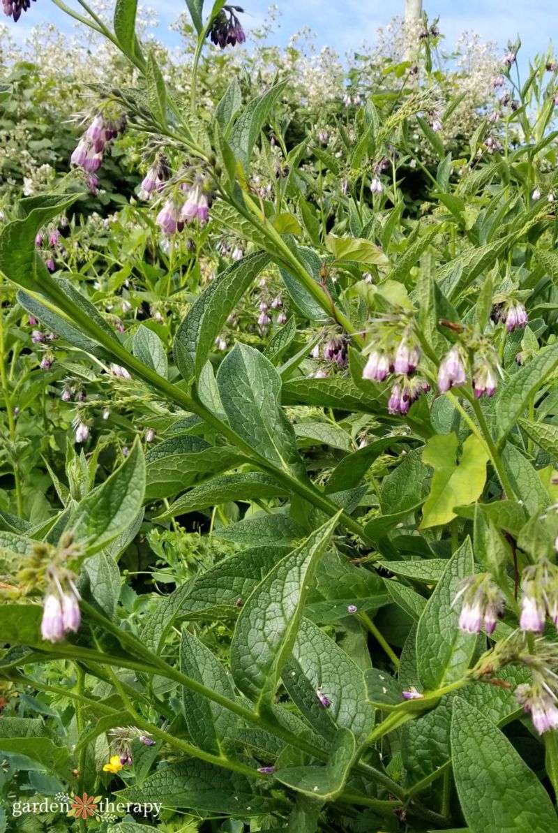 Layer in Activators (Comfrey, Nettles, or Alfalfa)