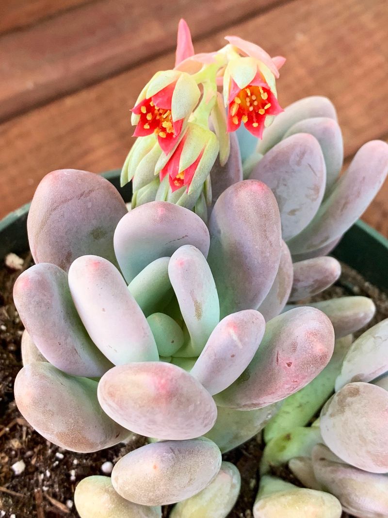 Pachyphytum Oviferum