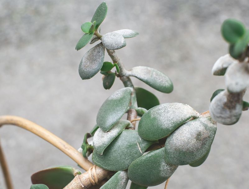 Jade Plant (Crassula ovata)