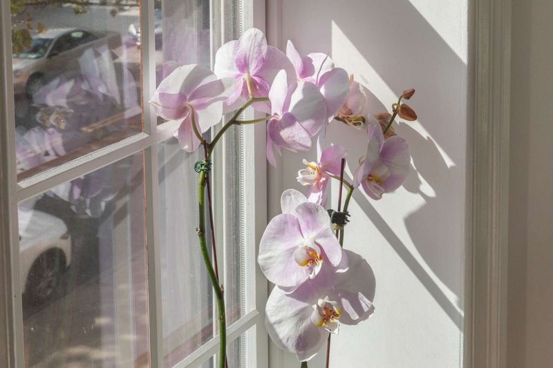 Orchid