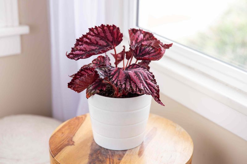 Rex Begonia (Begonia rex)