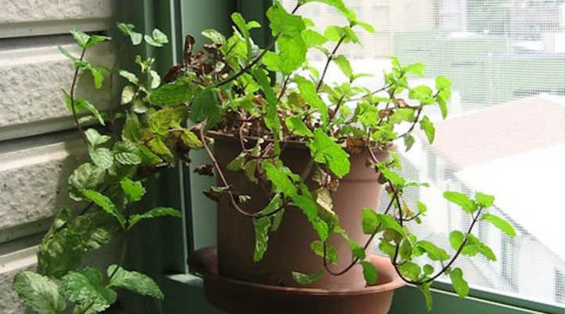 Mint (Indoor Herb Garden)