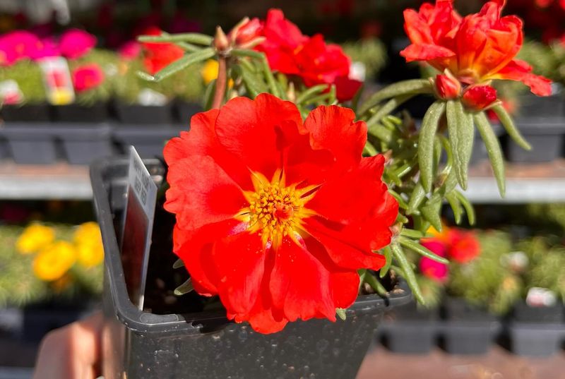 Portulaca (Portulaca grandiflora - Moss Rose)