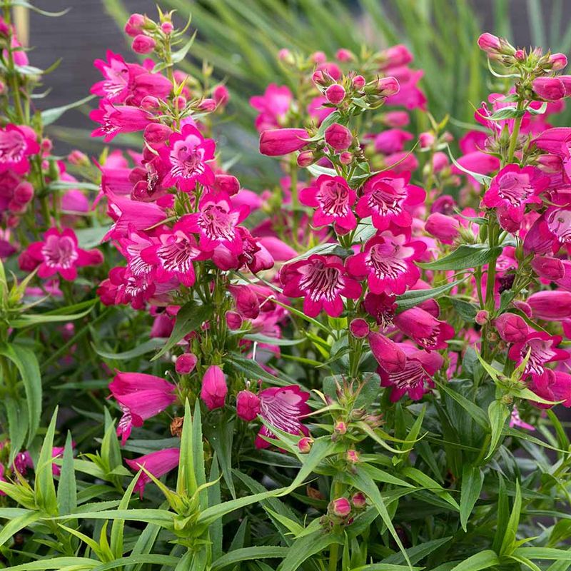Penstemon
