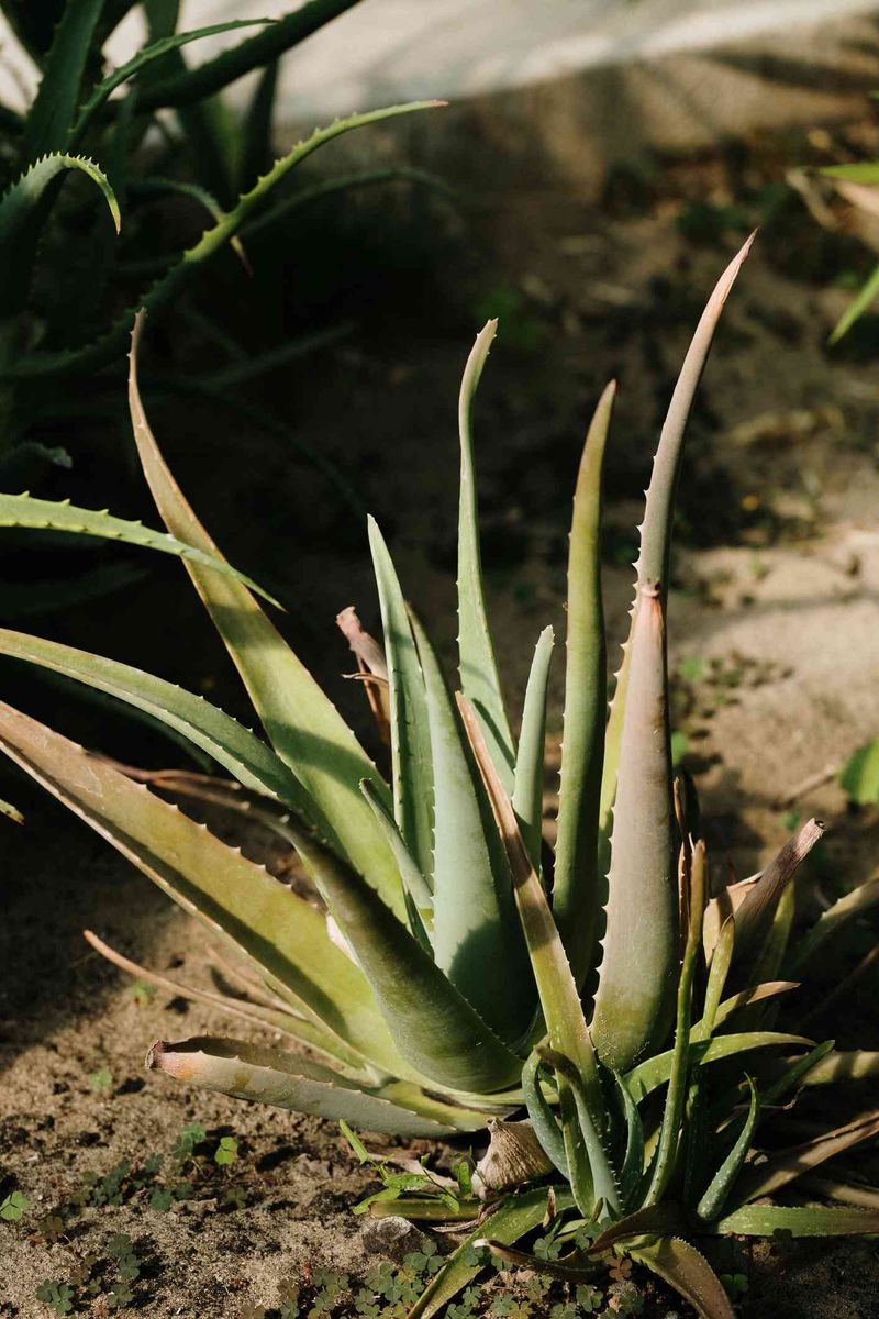 Aloe vera