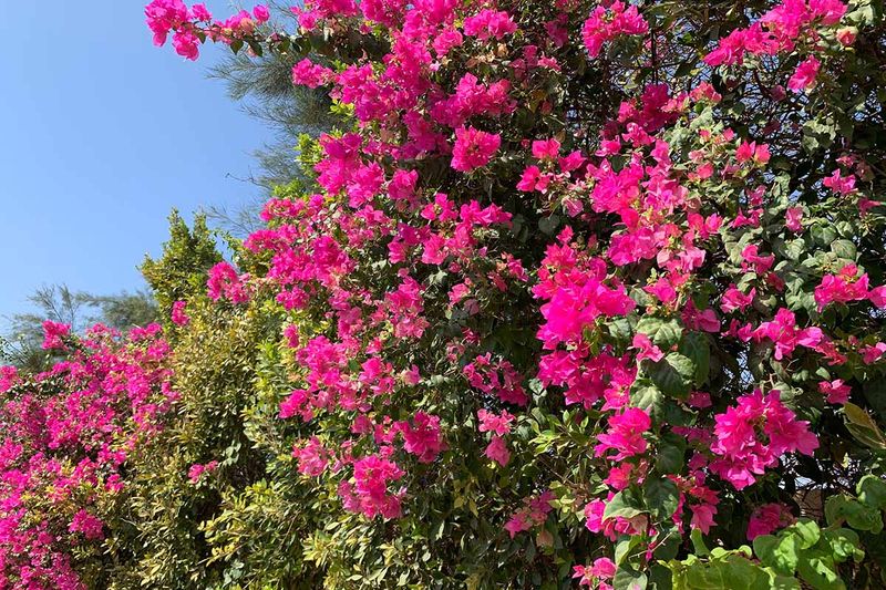 Bougainvillea