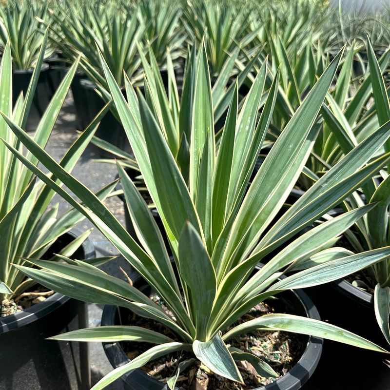 Yucca (Yucca filamentosa, Yucca rostrata) – Why it survives: Deep roots tap into groundwater.