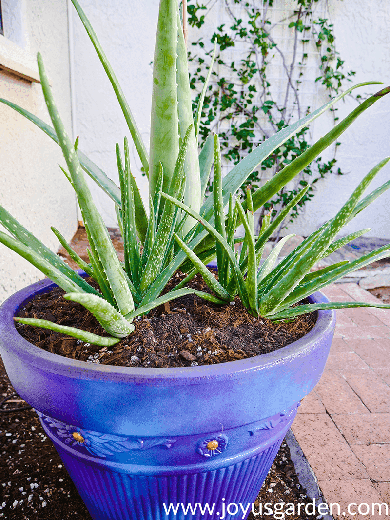 Aloe vera