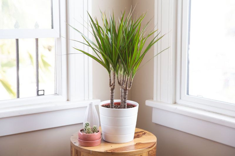 Dragon Tree (Dracaena Marginata)
