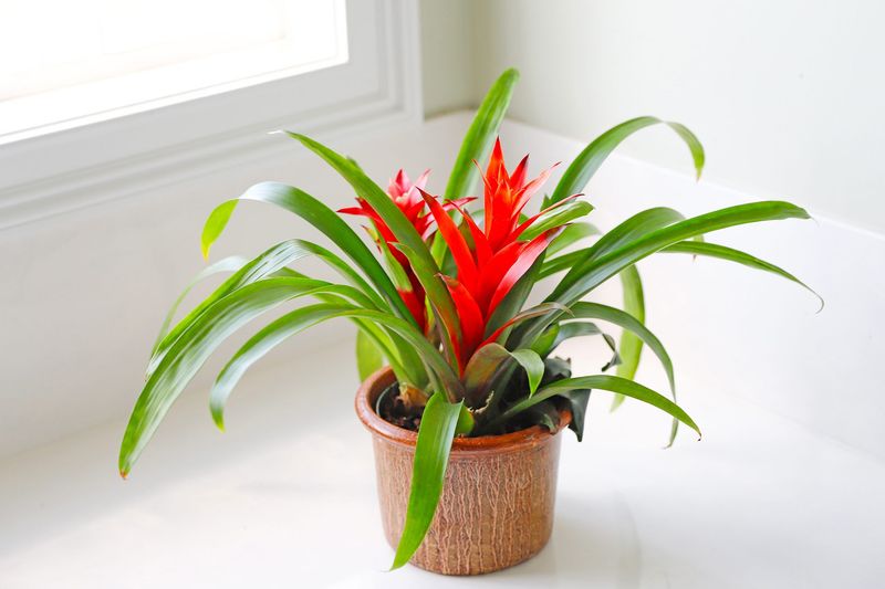 Bromeliads