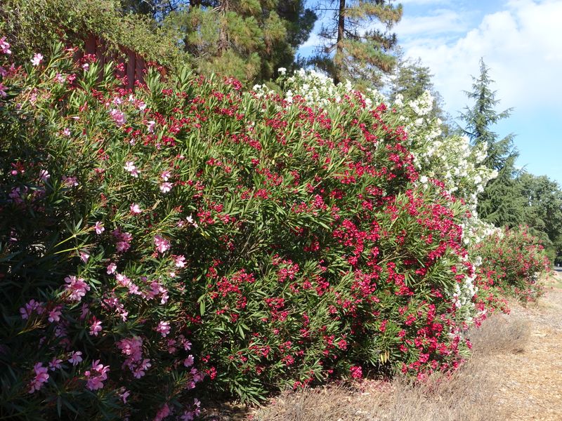 Drought Tolerance Champion