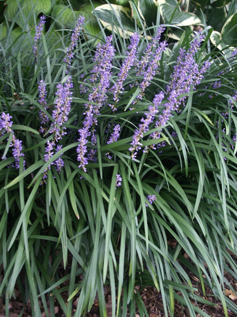 Liriope