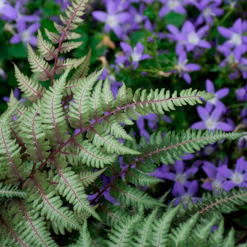 Japanese Painted Fern