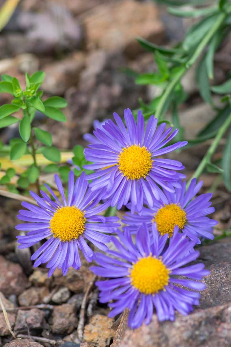 Alpine Aster (Aster alpinus)