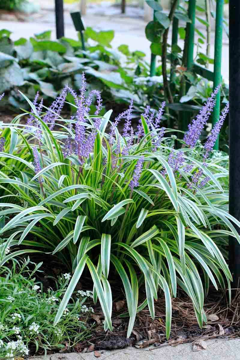 Liriope (Lilyturf)