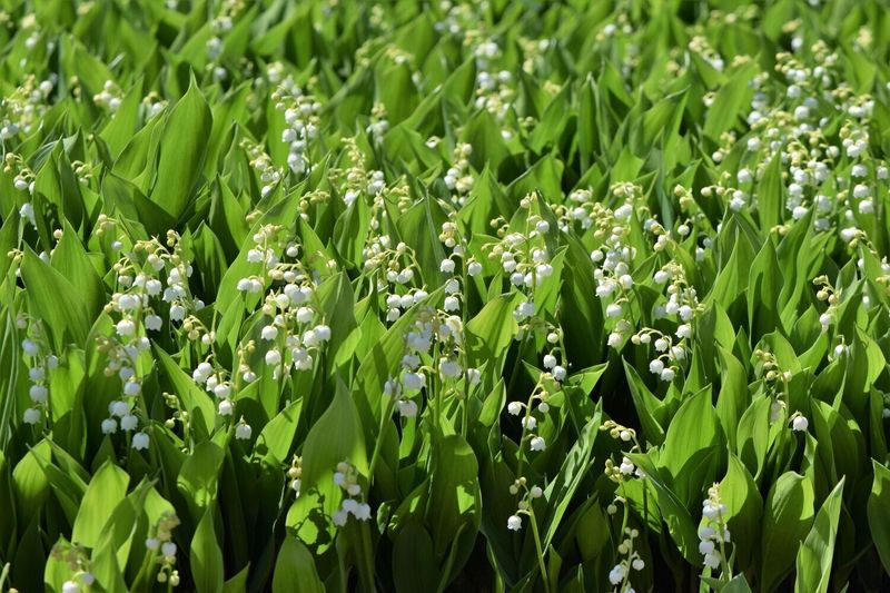 Lily of the Valley