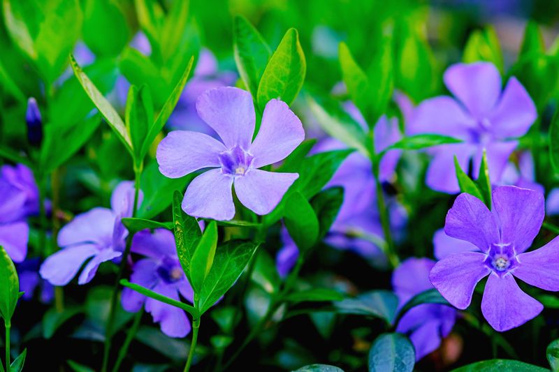 Vinca