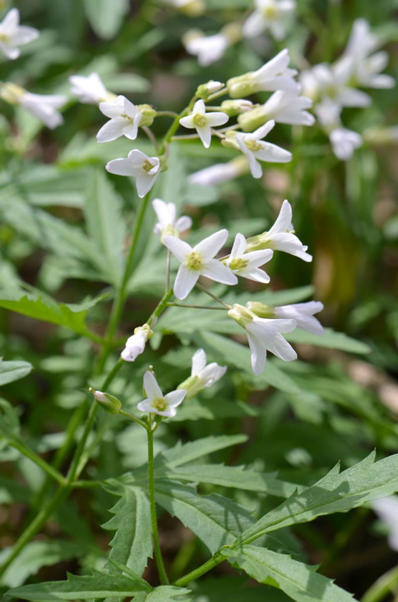Toothwort