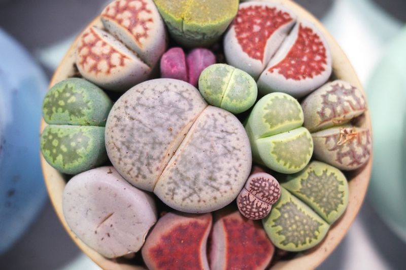 Lithops (Living Stones)