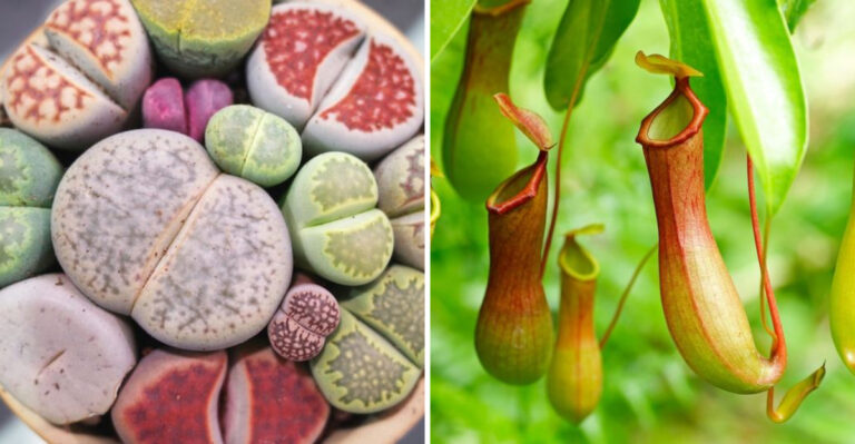 Alien-Looking Plants That Are Surprisingly Easy to Grow