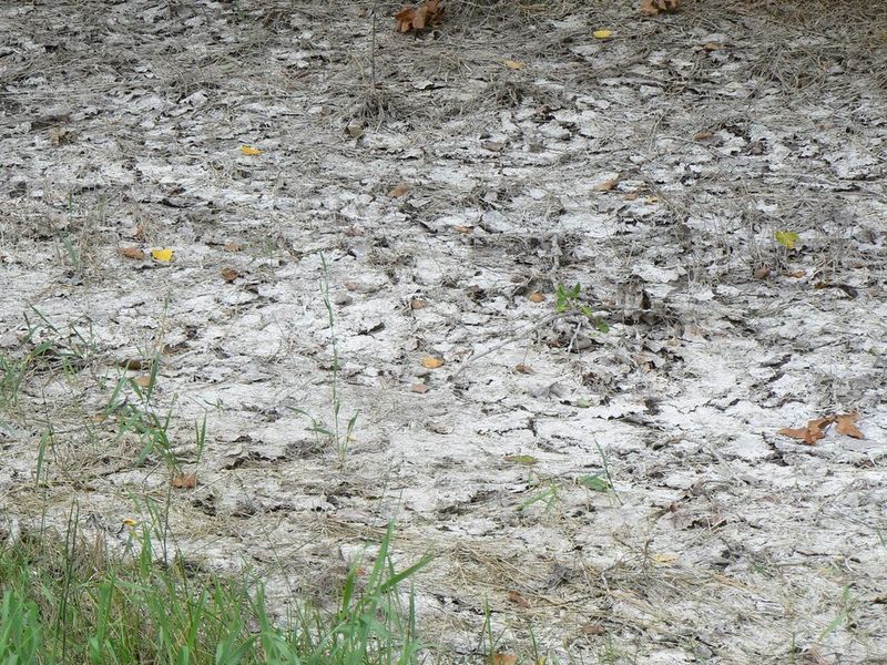 Presence of Salt Crust