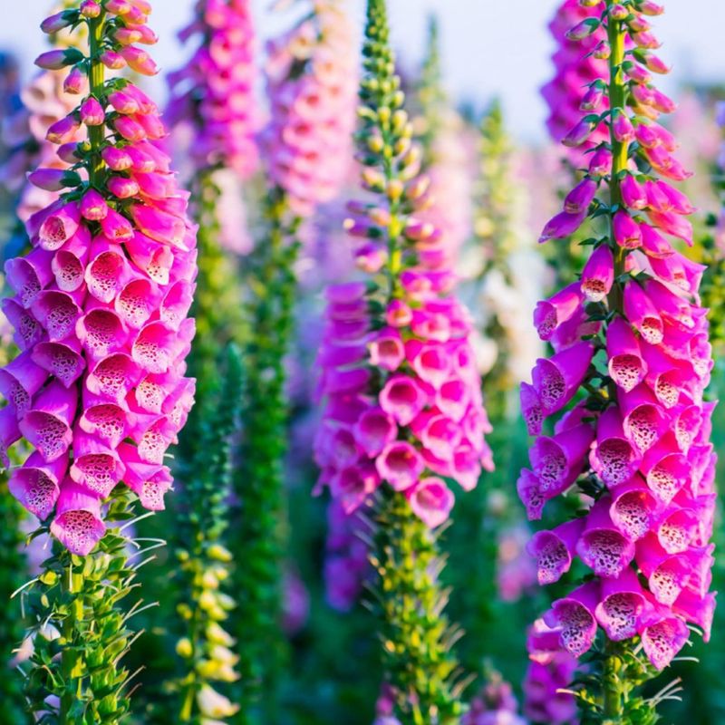 Foxglove