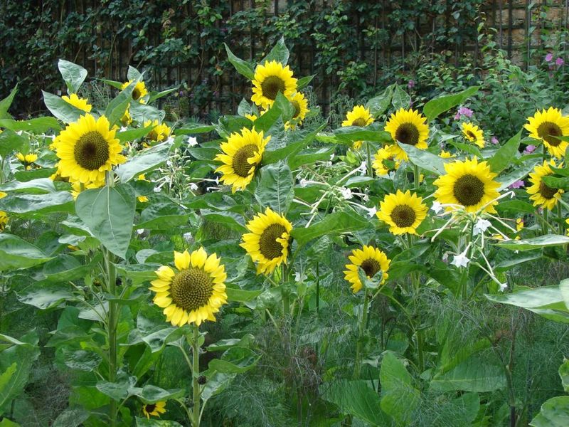 Sunflowers