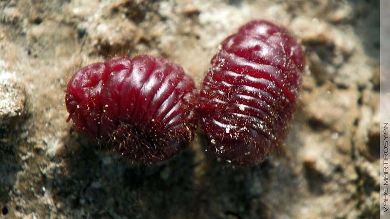 Cochineal