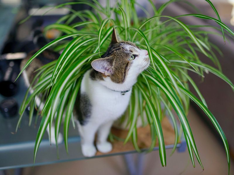 Spider Plant (Chlorophytum comosum)