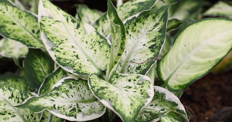 Dieffenbachia