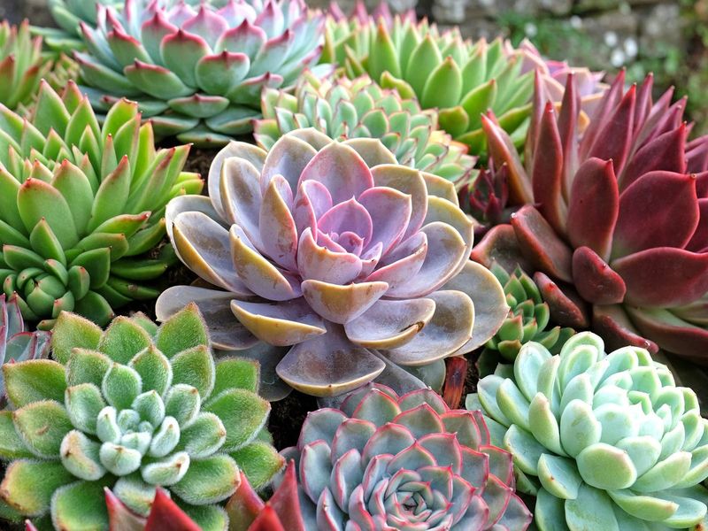 Succulents