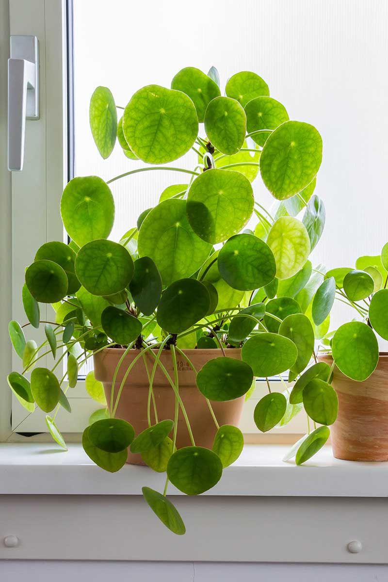Chinese Money Plant