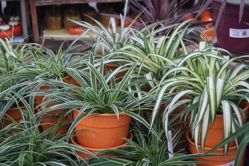 Spider Plant (Chlorophytum comosum)