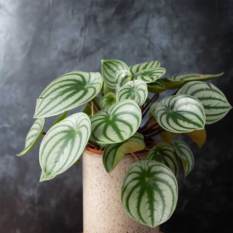 Peperomia (Various Types)
