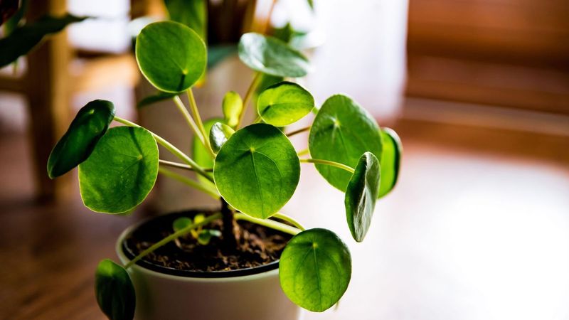Chinese Money Plant (Pilea peperomioides)