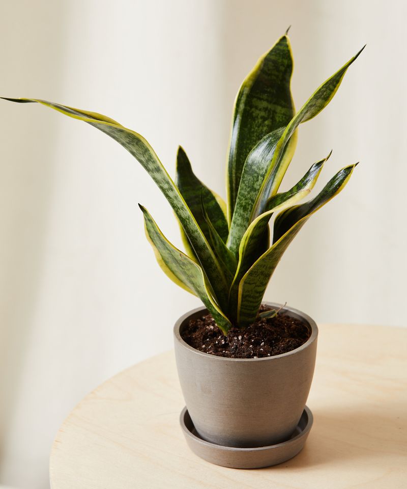 Snake Plant