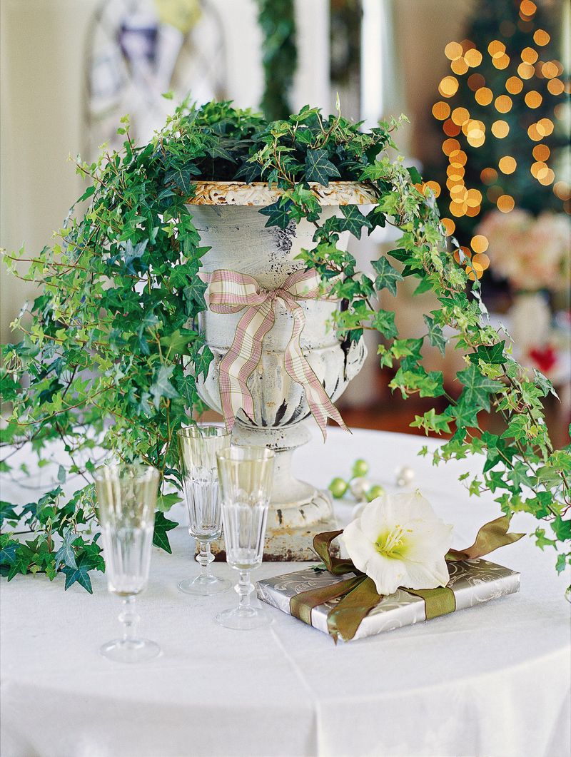 English Ivy (Hedera helix)