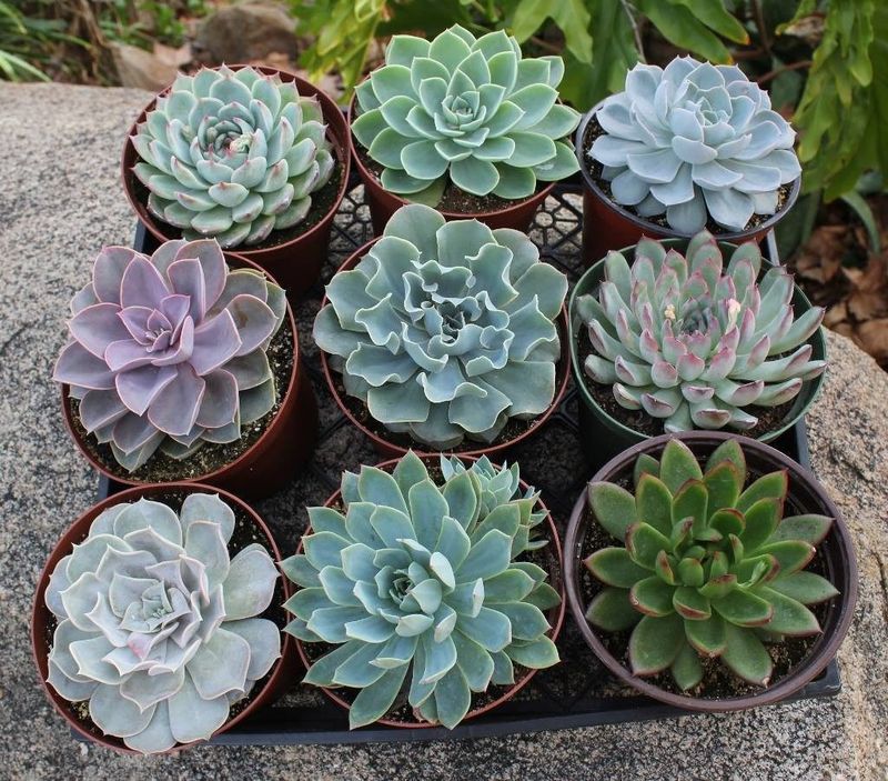Echeveria