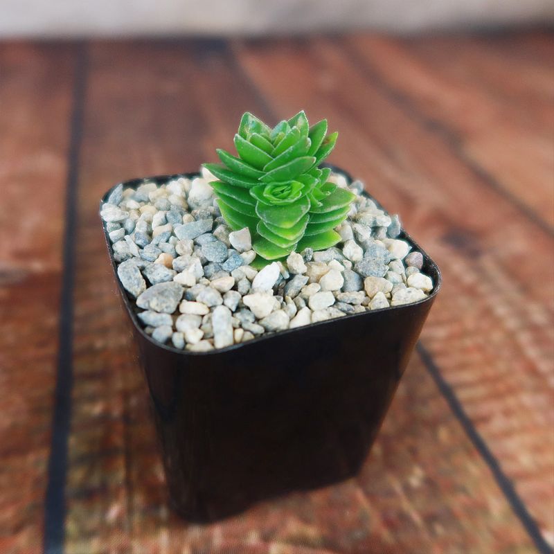 Crassula